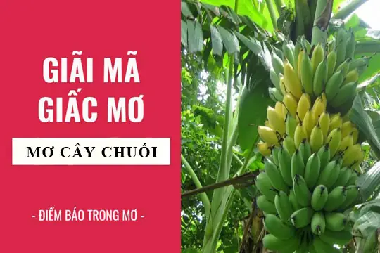 Mơ Thấy Nải Chuối Xanh Đánh Con Gì