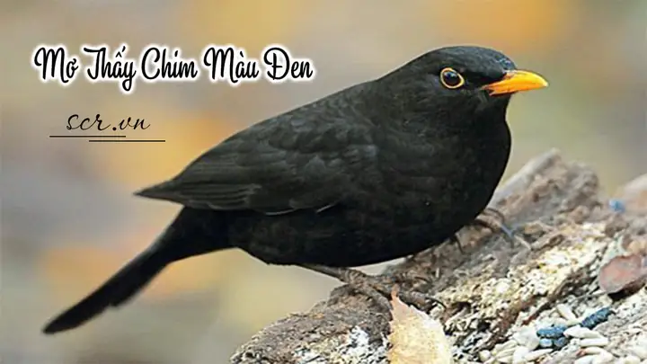 Mơ Thấy Ngồi Trong Lớp Học Đánh Con Gì