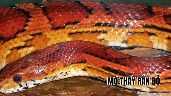 Mơ Thấy Nhiều Rắn Nhỏ Đánh Con Gì
