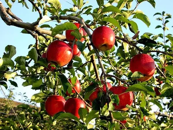 Mơ Thấy Quả Táo Đỏ Đánh Con Gì Mơ Thấy Quả Táo Đỏ Đánh Con Gì