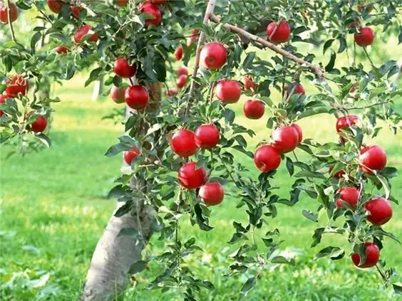 Mơ Thấy Quả Táo Đỏ Đánh Con Gì Mơ Thấy Quả Táo Đỏ Đánh Con Gì