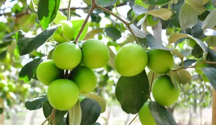 Mơ Thấy Quả Táo Ta Đánh Con Gì