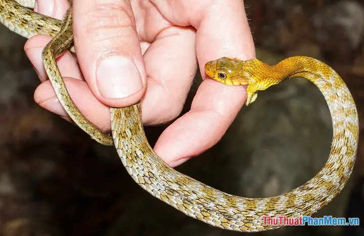 Mơ Thấy Rắn Cắn Vào Tay Không Chảy Máu