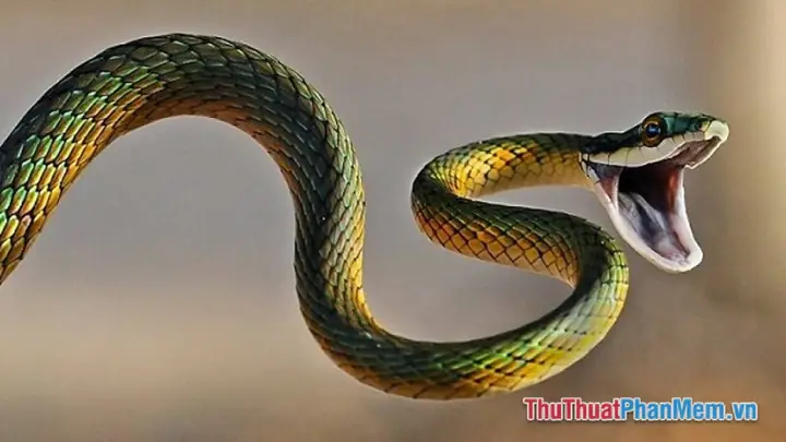 Mơ Thấy Rắn Cắn Vào Tay Không Chảy Máu Mơ Thấy Rắn Cắn Vào Tay Không Chảy Máu