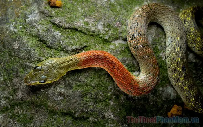 Mơ Thấy Rắn Cắn Vào Tay Người Thân