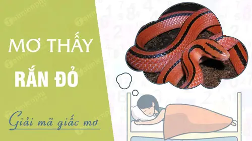Mơ Thấy Rắn Dấu Đỏ Đánh Con Gì