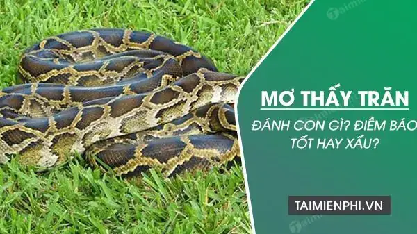 Mơ Thấy Rắn Và Trăn Đánh Con Gì