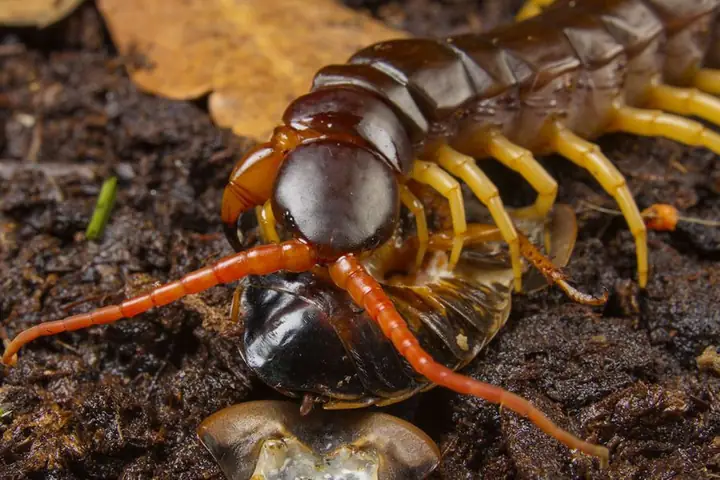Mơ Thấy Rết Bò Lên Người Đánh Con Gì