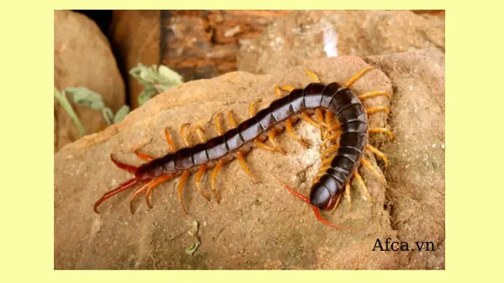 Mơ Thấy Rết Khổng Lồ Đánh Đề Con Gì