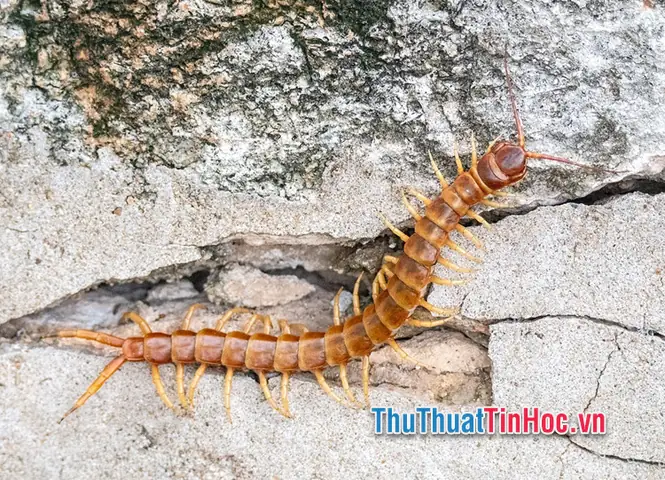 Mơ Thấy Rết Khổng Lồ Đánh Đề Con Gì
