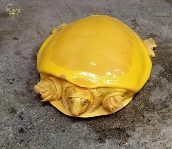 Mơ Thấy Rùa Vàng Là Điềm Báo Gì Mơ Thấy Rùa Vàng Là Điềm Báo Gì