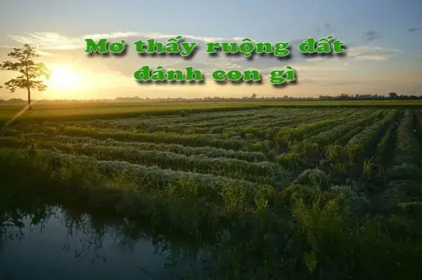 Mơ Thấy Tranh Chấp Đất Đai Đánh Con Gì