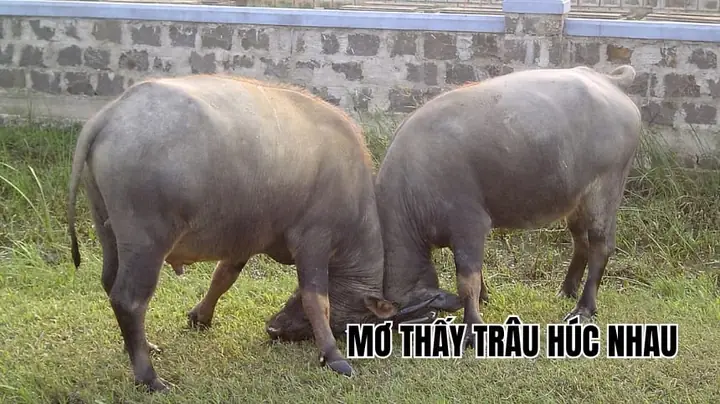 Mơ Thấy Trèo Lên Cao Đánh Con Gì