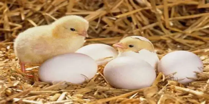 Mơ Thấy Trứng Gà Nở Thành Con Đánh Con Gì Mơ Thấy Trứng Gà Nở Thành Con Đánh Con Gì