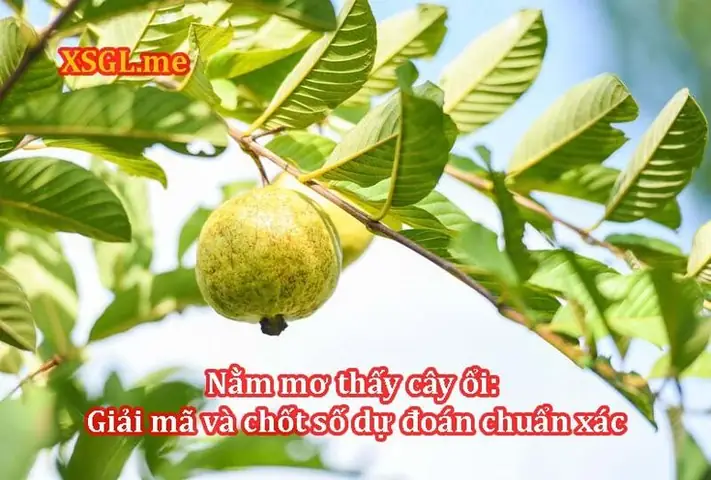 Nằm Mơ Ăn Quả Ổi Đánh Con Gì