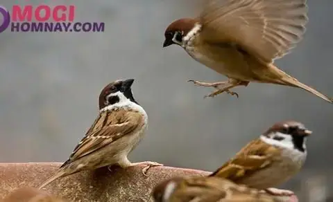 Nằm Mơ Bắt Được Chim Đánh Con Gì