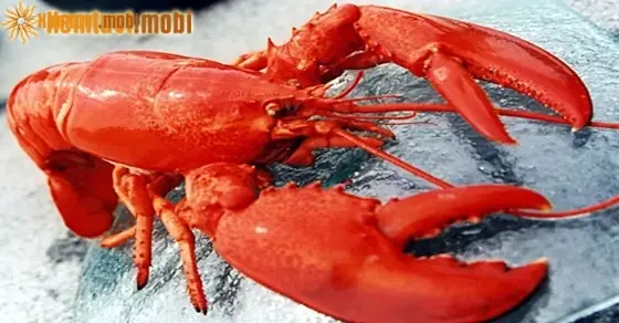 Nằm Mơ Bắt Được Nhiều Tôm Tép Đánh Con Gì