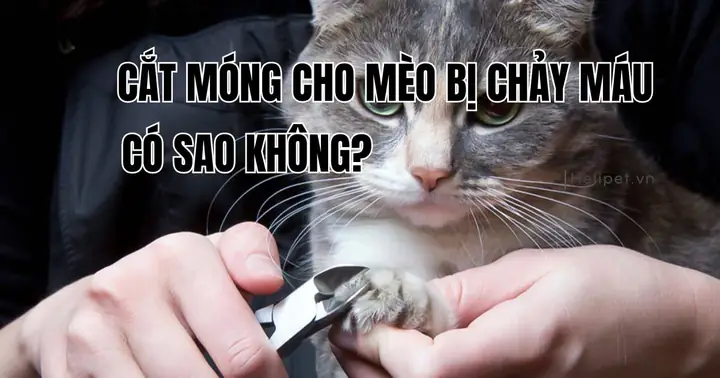 Nằm Mơ Cắt Móng Tay Cho Người Khác