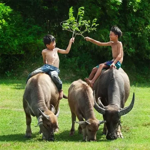 Nằm Mơ Đi Chăn Trâu Đánh Đề Con Gì