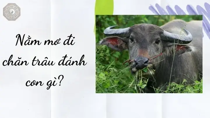 Nằm Mơ Đi Chăn Trâu Đánh Đề Con Gì