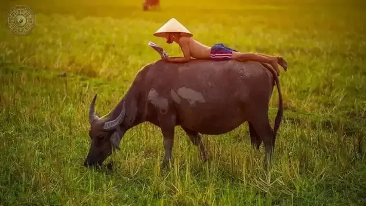 Nằm Mơ Đi Chăn Trâu Đánh Đề Con Gì