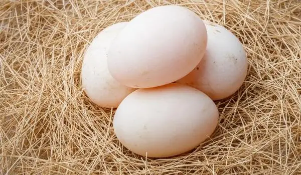 Nằm Mơ Nhặt Được Nhiều Trứng Đánh Con Gì