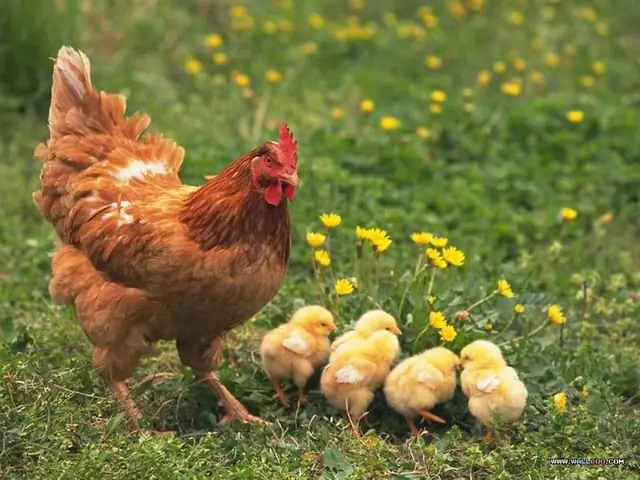 Nằm Mơ Thấy 2 Con Gà Đá Nhau