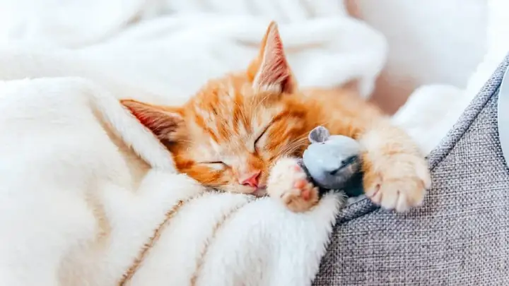 Nằm Mơ Thấy 2 Con Mèo Đánh Số May Nằm Mơ Thấy 2 Con Mèo Đánh Số May