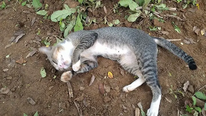 Nằm Mơ Thấy 3 Con Mèo Đánh Số May
