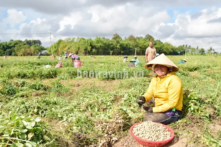 Nằm Mơ Thấy Ăn Đậu Phộng Đánh Số Gì