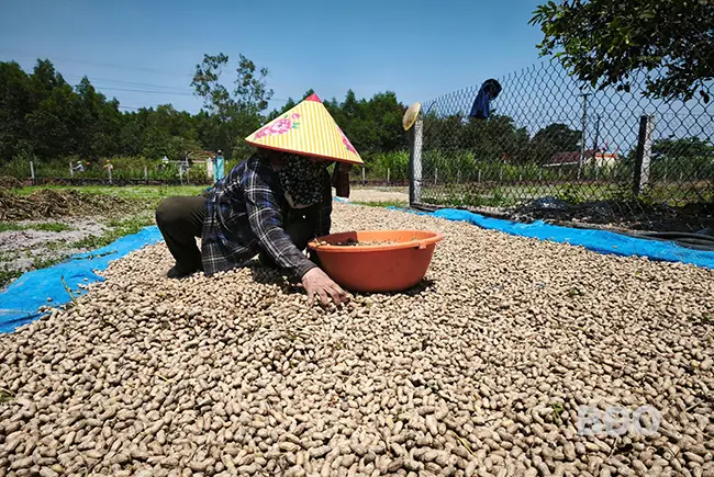 Nằm Mơ Thấy Ăn Đậu Phộng Đánh Số Gì