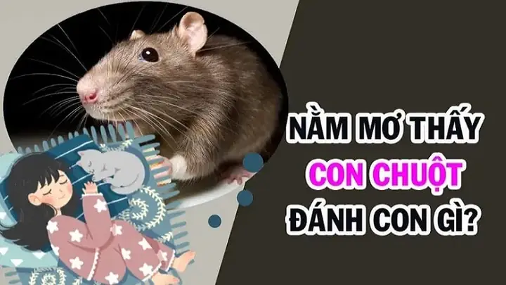 Nằm Mơ Thấy Bắt Chuột Đánh Số May Nằm Mơ Thấy Bắt Chuột Đánh Số May