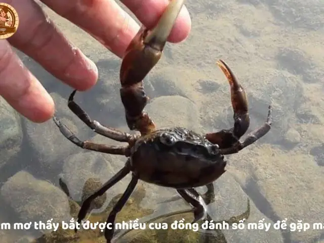 Nằm Mơ Thấy Bắt Cua Đồng Đánh Con Gì