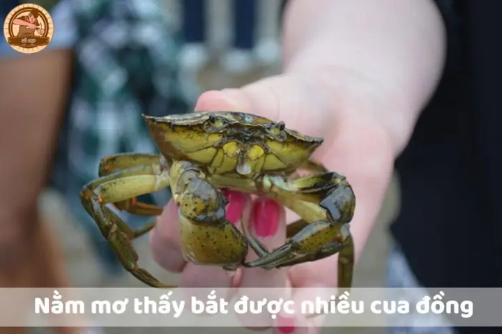 Nằm Mơ Thấy Bắt Cua Đồng Đánh Con Gì