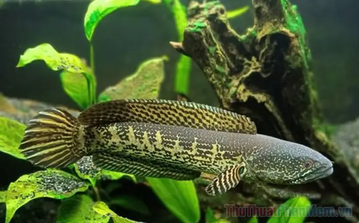 Nằm Mơ Thấy Bắt Được Cá Lóc Đánh Số May