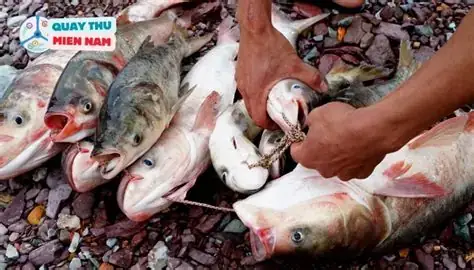Nằm Mơ Thấy Bắt Được Nhiều Cá Đánh Con Gì