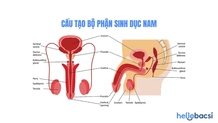 Nằm Mơ Thấy Bộ Phận Sinh Dục Nam Nằm Mơ Thấy Bộ Phận Sinh Dục Nam