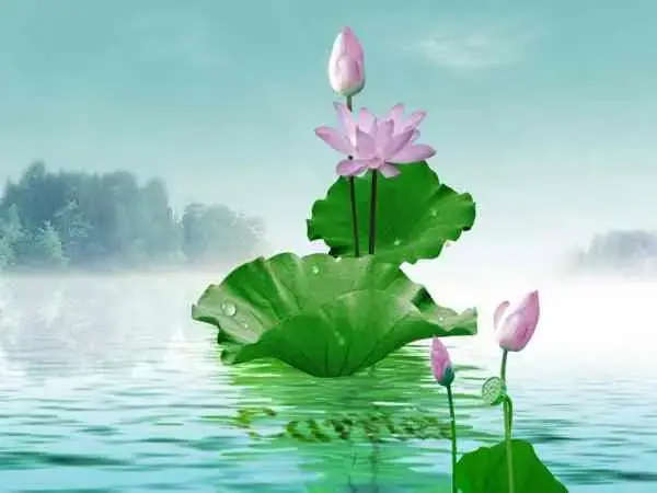 Nằm Mơ Thấy Bông Sen Đánh Số May