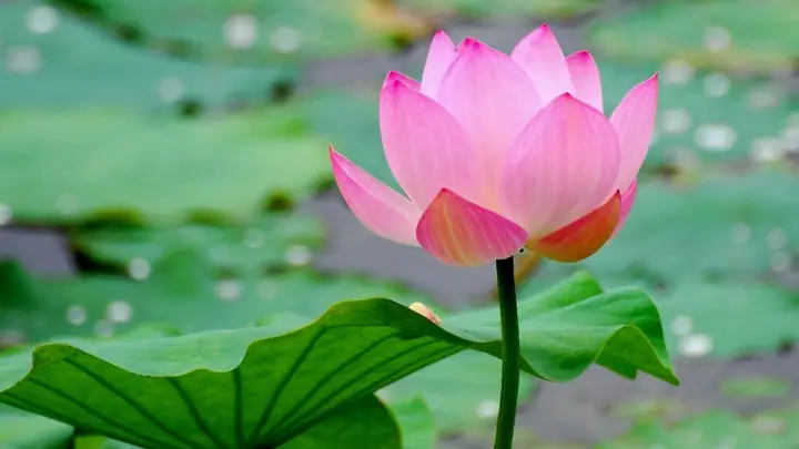 Nằm Mơ Thấy Bông Sen Đánh Số May