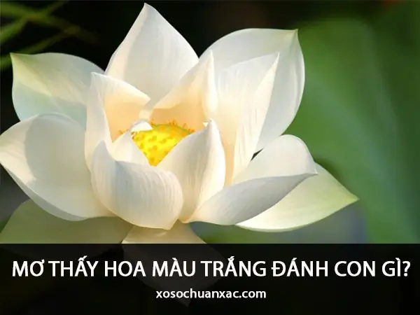 Nằm Mơ Thấy Bông Sen Đánh Số May