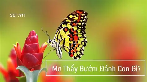 Nằm Mơ Thấy Bướm Phụ Nữ Không Có Lông