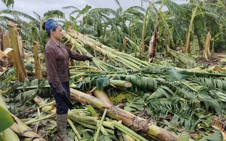 Nằm Mơ Thấy Buồng Chuối Xanh Đánh Con Gì Nằm Mơ Thấy Buồng Chuối Xanh Đánh Con Gì