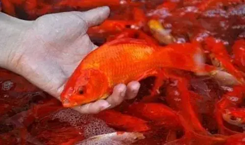 Nằm Mơ Thấy Cá Chép Đánh Đề Con Gì