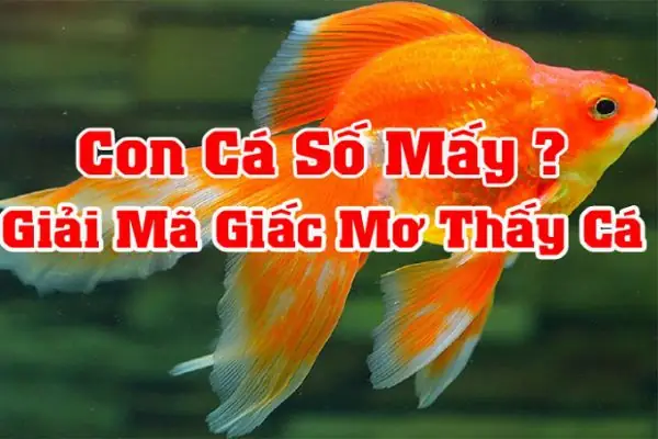 Nằm Mơ Thấy Cá Chép Đánh Đề Con Gì Nằm Mơ Thấy Cá Chép Đánh Đề Con Gì