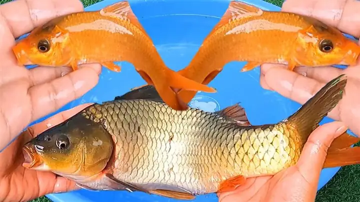 Nằm Mơ Thấy Cá Chép Vàng Đánh Con Gì