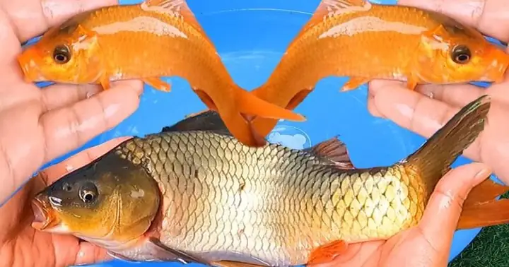 Nằm Mơ Thấy Cá Đen Đánh Số Gì Nằm Mơ Thấy Cá Đen Đánh Số Gì