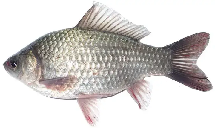 Nằm Mơ Thấy Cá Diếc Đánh Con Gì