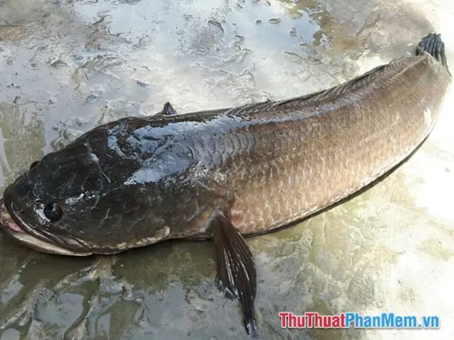 Nằm Mơ Thấy Cá Lóc Đen Đánh Số May