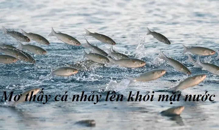 Nằm Mơ Thấy Cá Nhảy Lên Bờ Đánh Con Gì