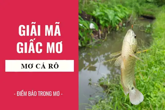 Nằm Mơ Thấy Cá Rô Phi Đánh Số Gì Nằm Mơ Thấy Cá Rô Phi Đánh Số Gì